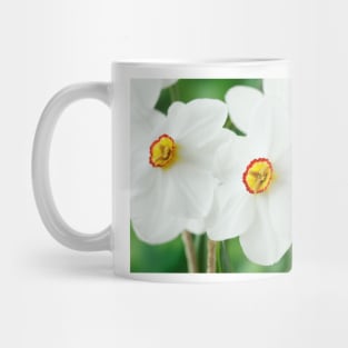 Narcissus  &#39;Actaea&#39;  AGM  Division 9 Poeticus  Daffodil Mug